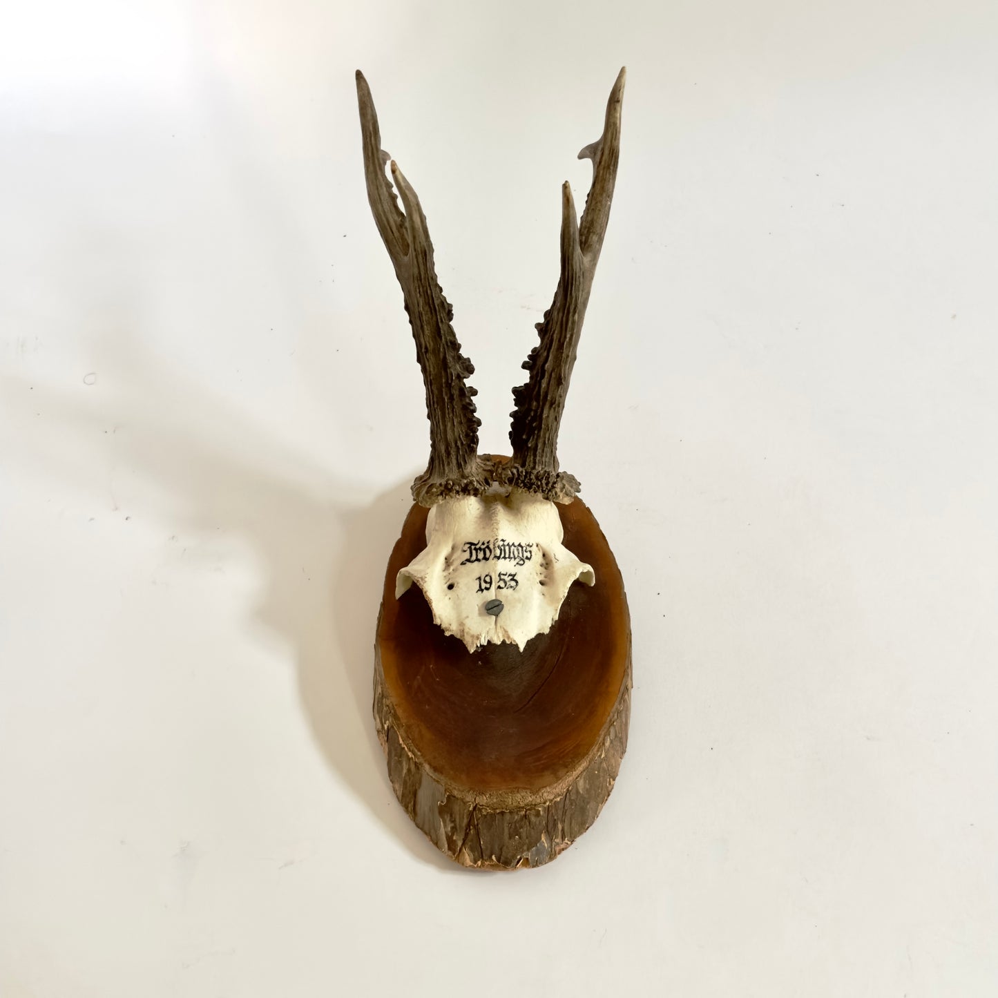 Mounted Horns, Small