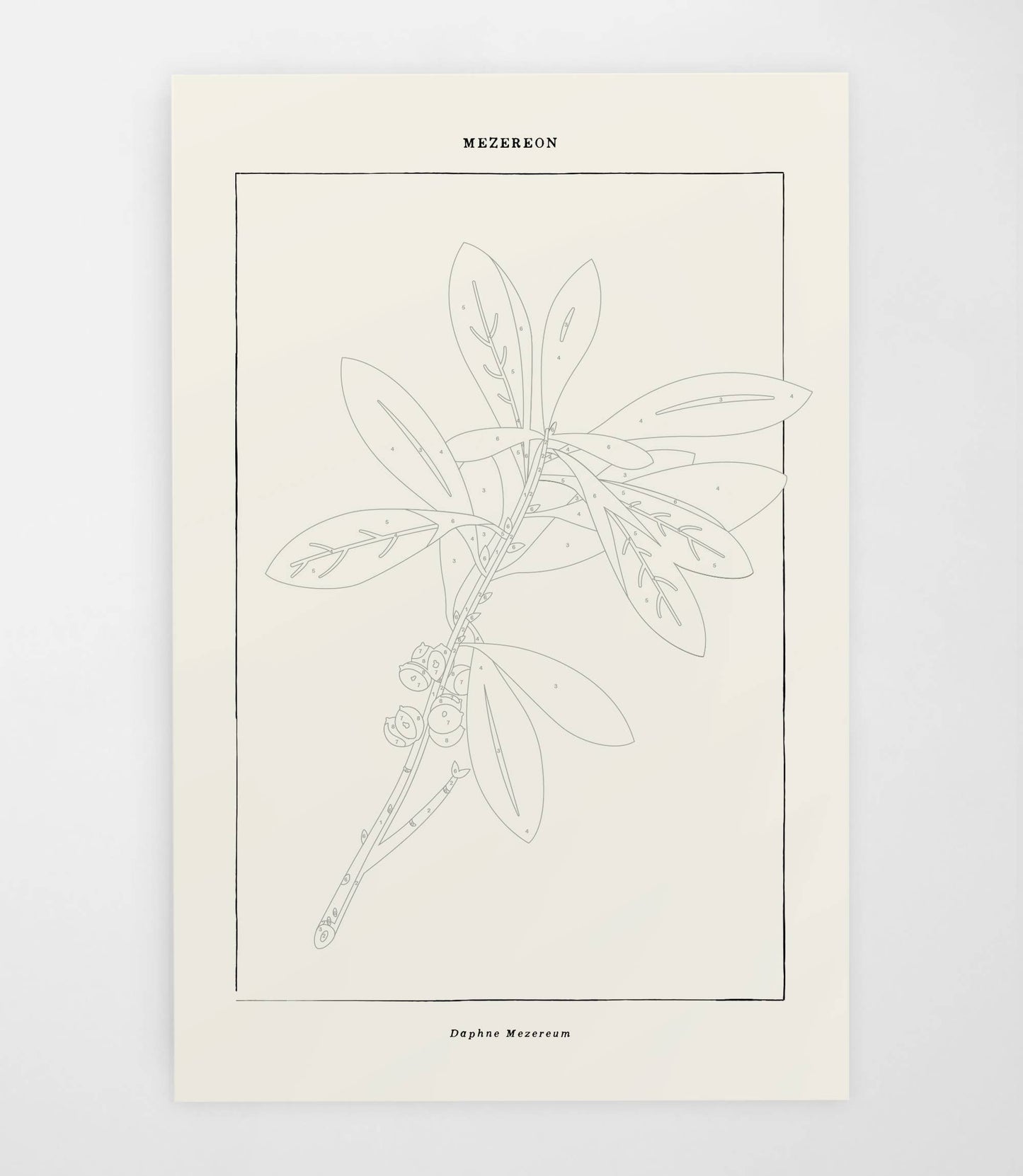 Mezereon Botanical | Modern Paint By Numbers Kit