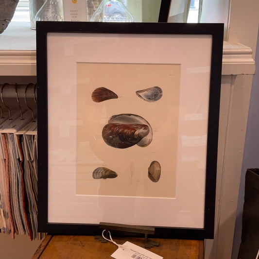 Framed print of 5 shells