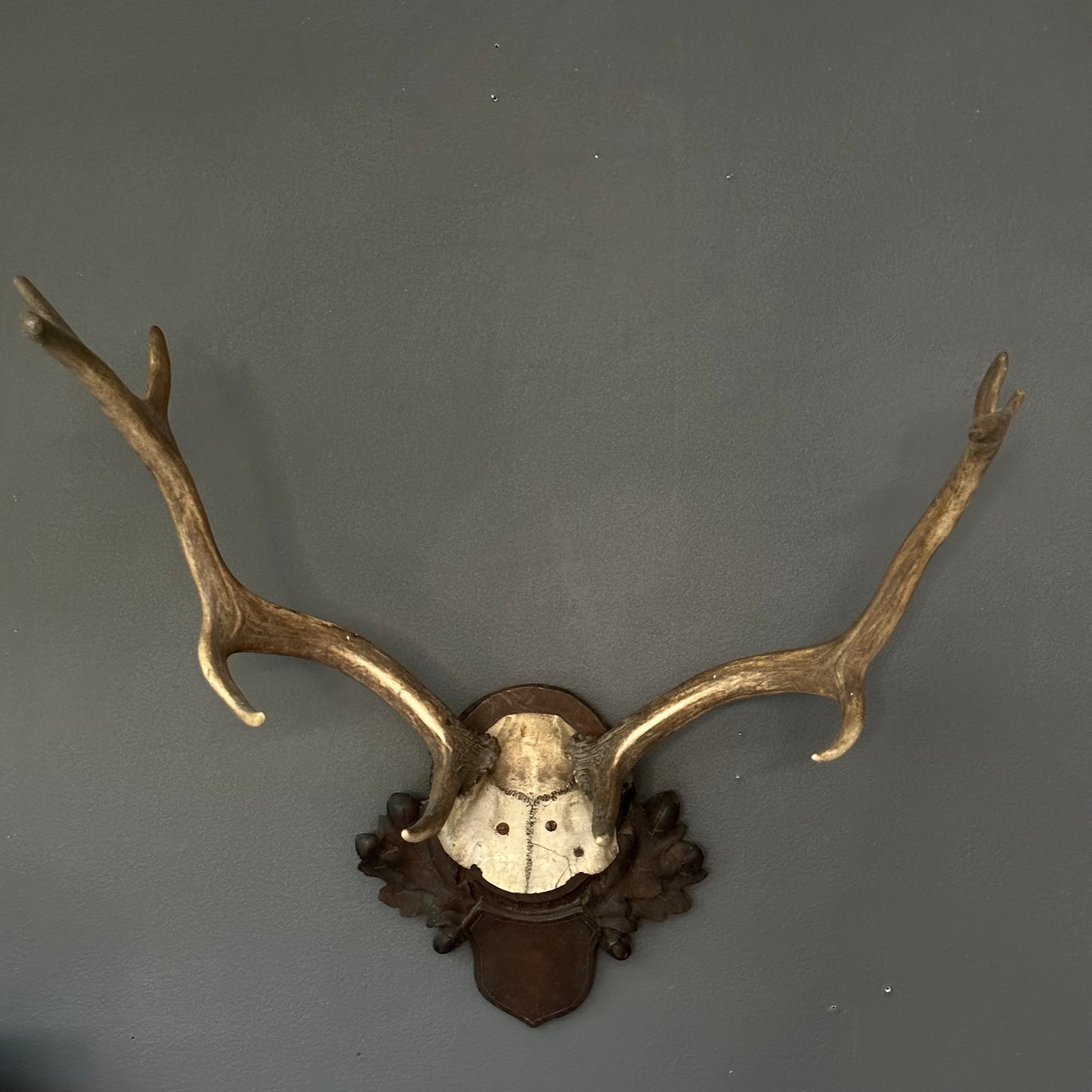 Mounted Horns