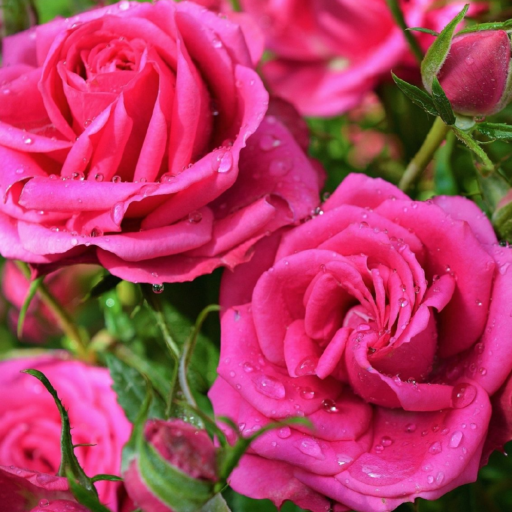 ROSE SCENTED PENCILS: Pink by Imogen Owen