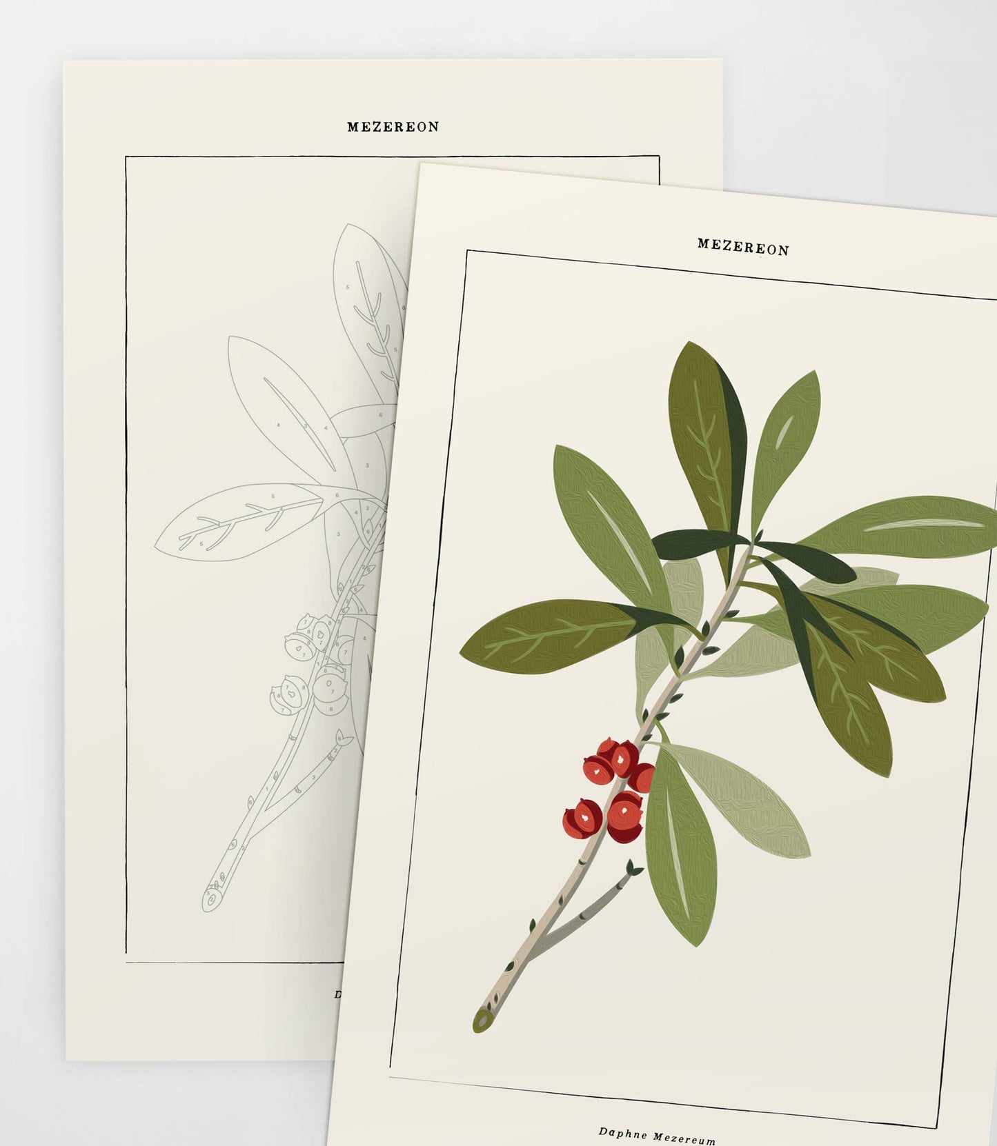 Mezereon Botanical | Modern Paint By Numbers Kit