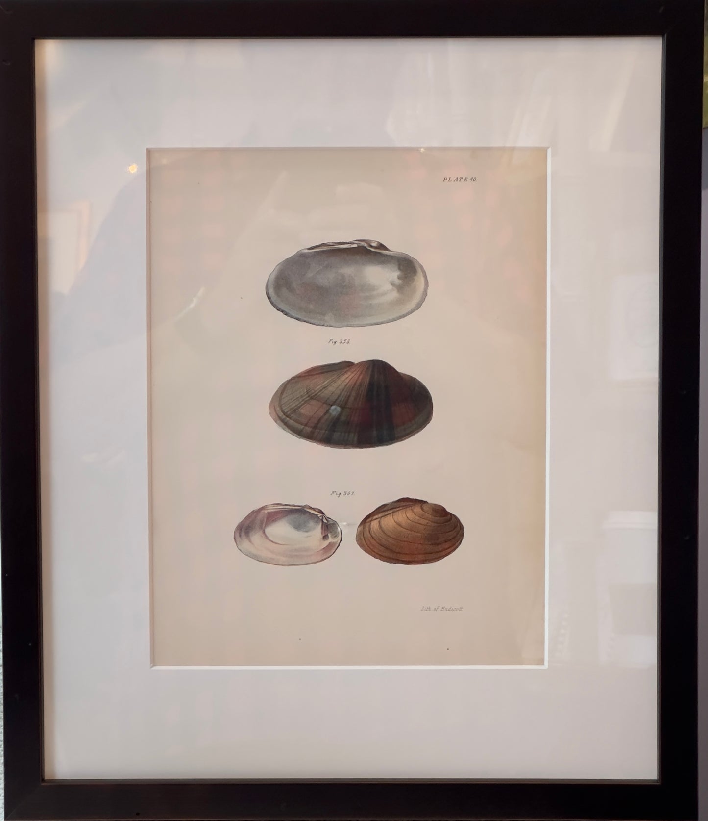 Framed print of 4 shells