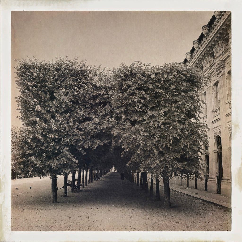Allée of Trees, Palais Royale, Paris 2017 by John Lawler
